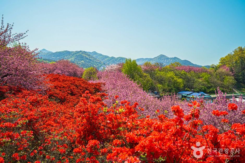 봄꽃이 가득한 전주 완산칠봉